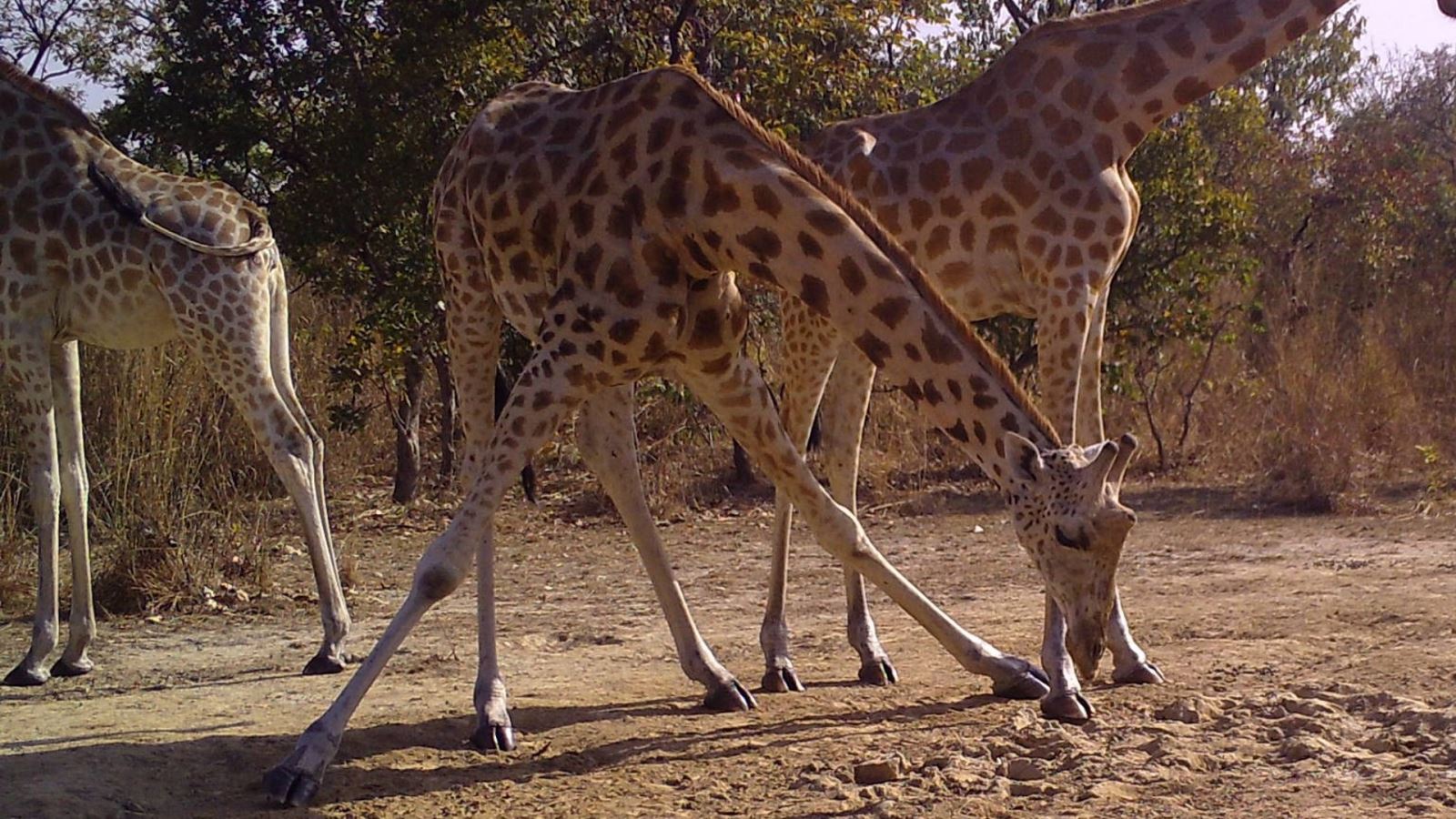 A giraffe in the wild, in Cameroon